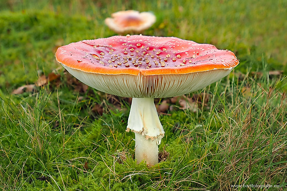 Paddenstoelen 2025-233