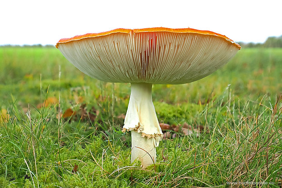 Paddenstoelen 2025-234