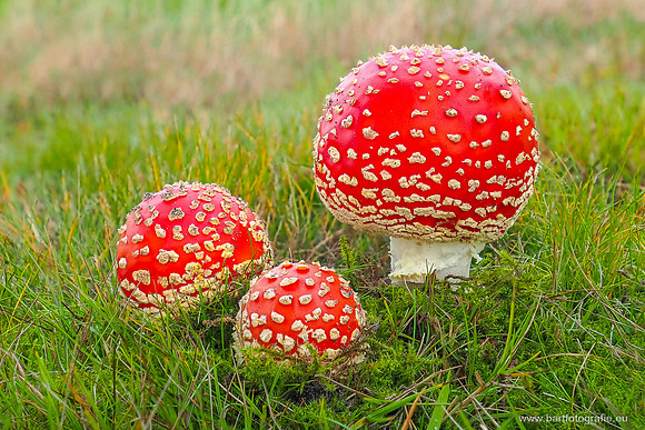 Paddenstoelen 2025-235