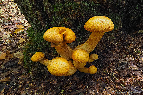 Paddenstoelen 2025-236