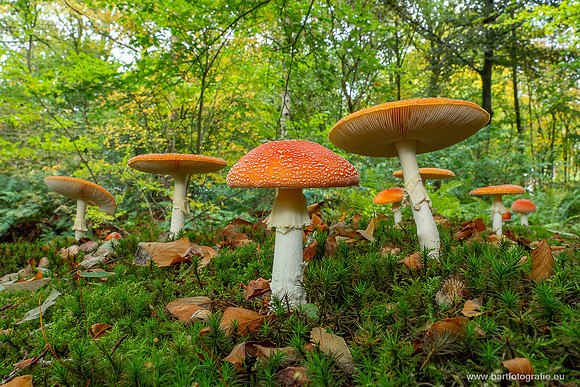 Paddenstoelen 2025-218