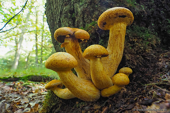 Paddenstoelen 2025-238