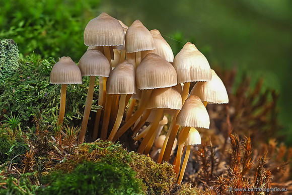 Paddenstoelen 2025-239
