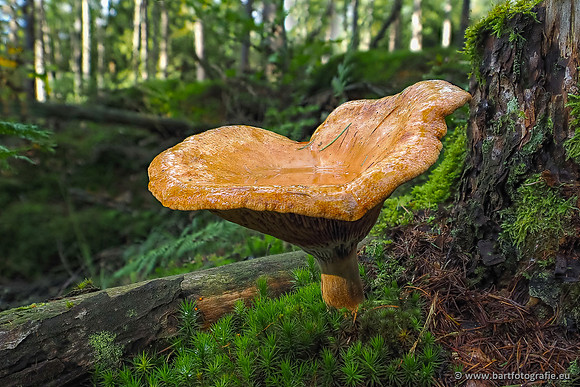 Paddenstoelen 2025-240