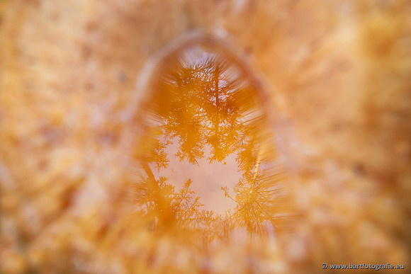 Paddenstoelen 2025-241