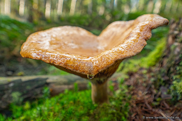 Paddenstoelen 2025-242