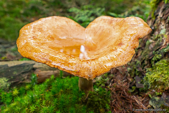 Paddenstoelen 2025-243