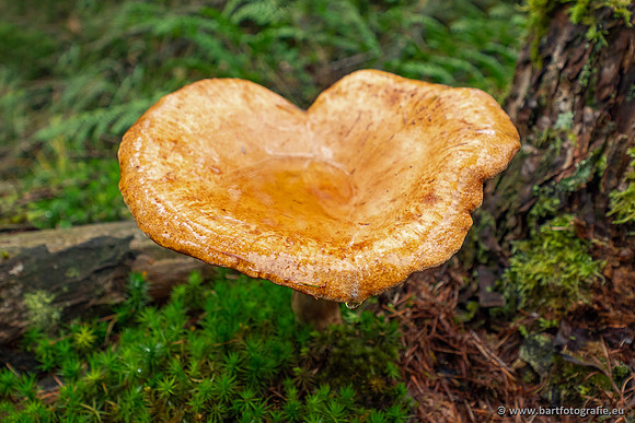 Paddenstoelen 2025-244