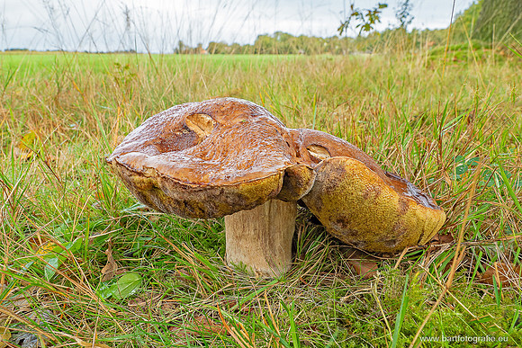 Paddenstoelen 2025-226