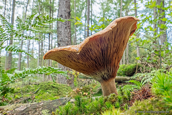 Paddenstoelen 2025-245