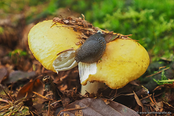 Paddenstoelen 2025-246