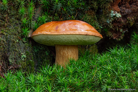 Paddenstoelen 2025-248