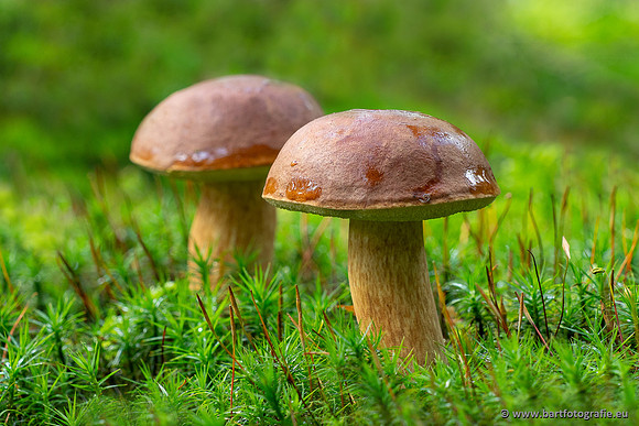 Paddenstoelen 2025-249
