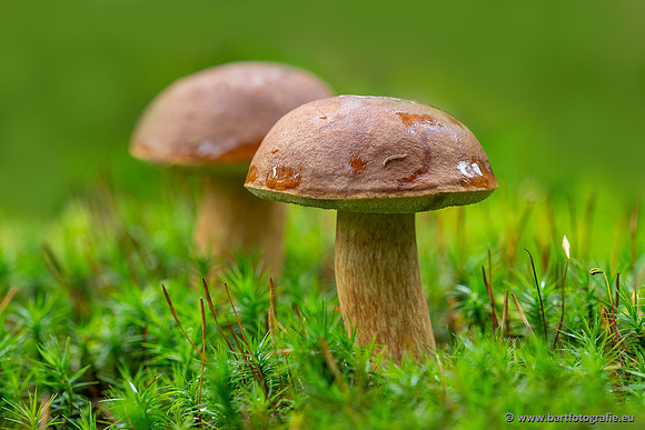 Paddenstoelen 2025-250