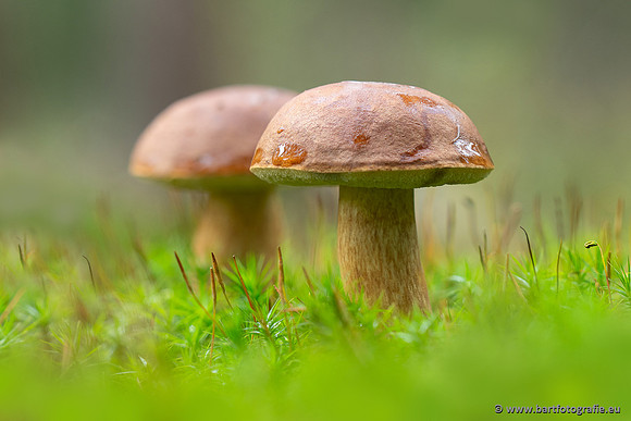 Paddenstoelen 2025-251