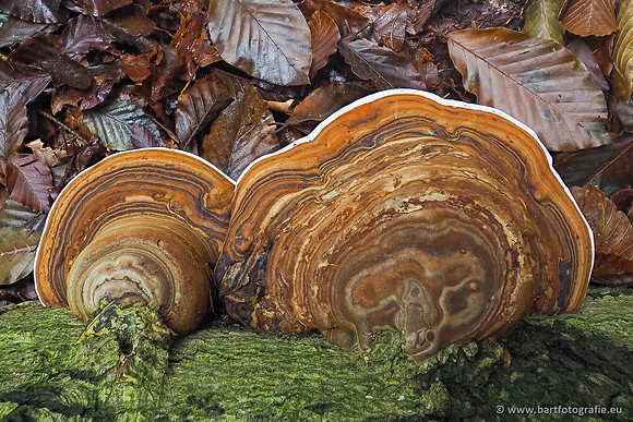 Paddenstoelen 2025-252