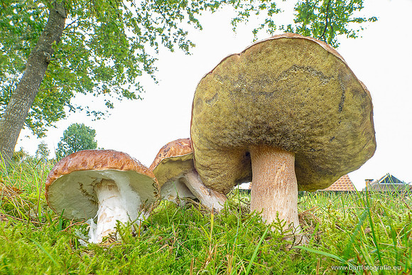 Paddenstoelen 2025-229