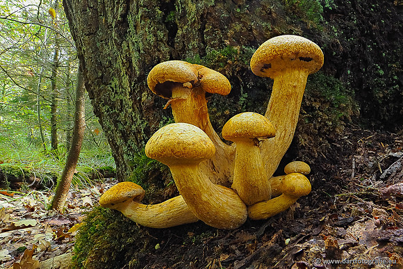 Paddenstoelen 2025-237