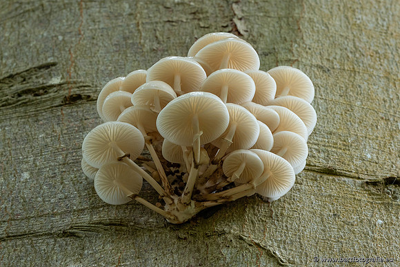 Paddenstoelen 2025-257