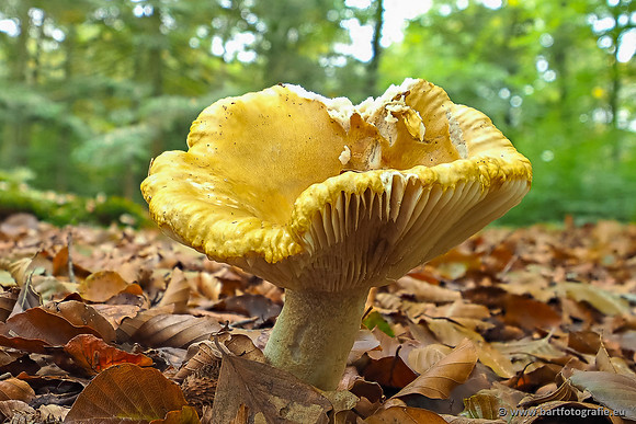 Paddenstoelen 2025-258