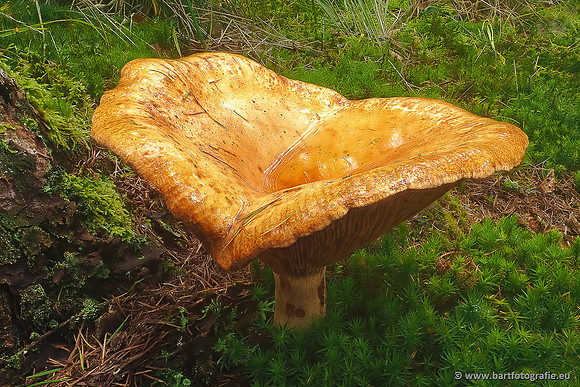 Paddenstoelen 2025-247