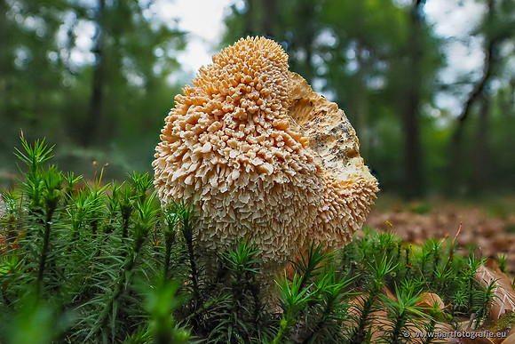 Paddenstoelen 2025-259