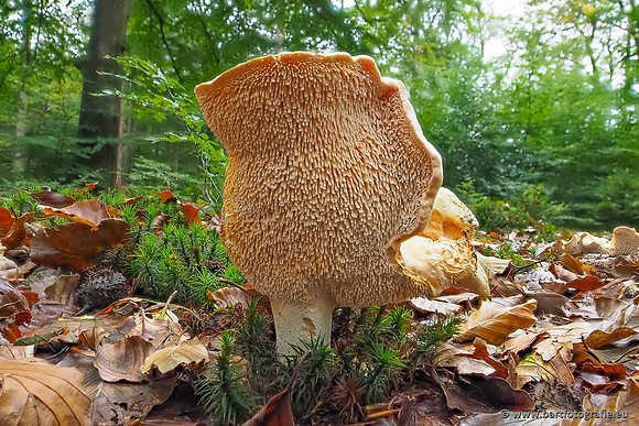 Paddenstoelen 2025-260