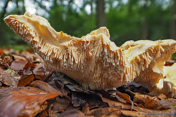 Paddenstoelen 2025-261