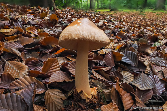 Paddenstoelen 2025-262