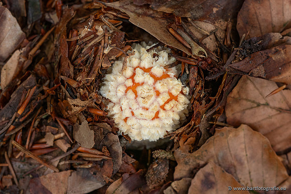 Paddenstoelen 2025-263
