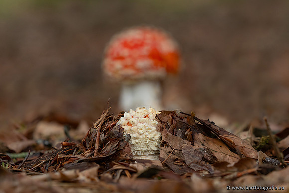 Paddenstoelen 2025-264