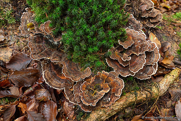 Paddenstoelen 2025-253