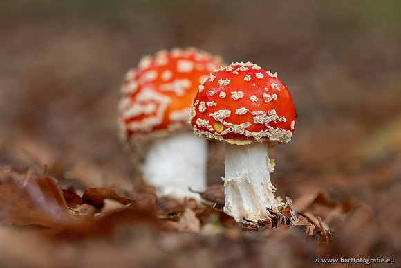 Paddenstoelen 2025-265
