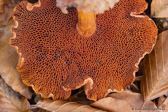Paddenstoelen 2025-266