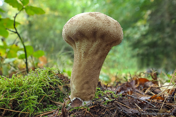 Paddenstoelen 2025-267