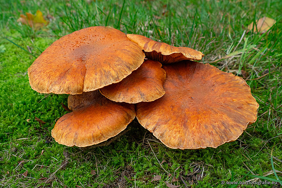 Paddenstoelen 2025-269