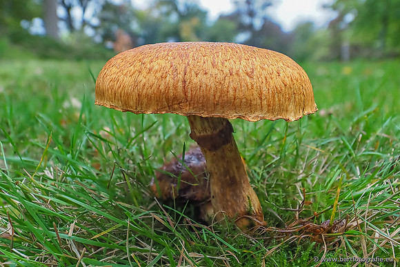 Paddenstoelen 2025-270
