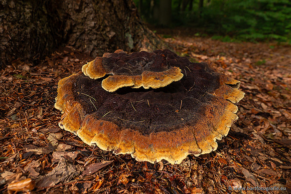 Paddenstoelen 2025-271