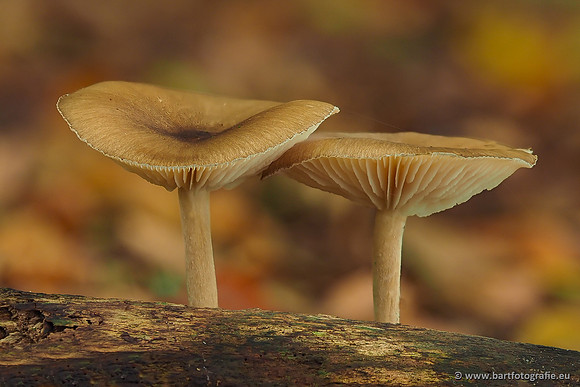 Paddenstoelen 2025-272