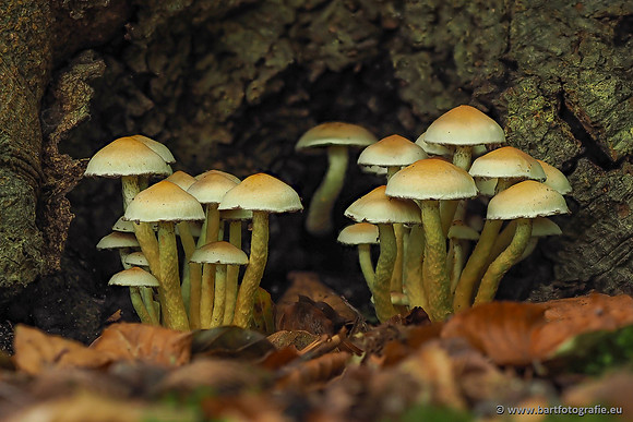 Paddenstoelen 2025-273