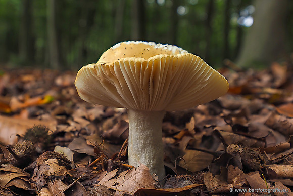 Paddenstoelen 2025-274