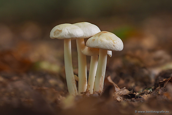 Paddenstoelen 2025-276