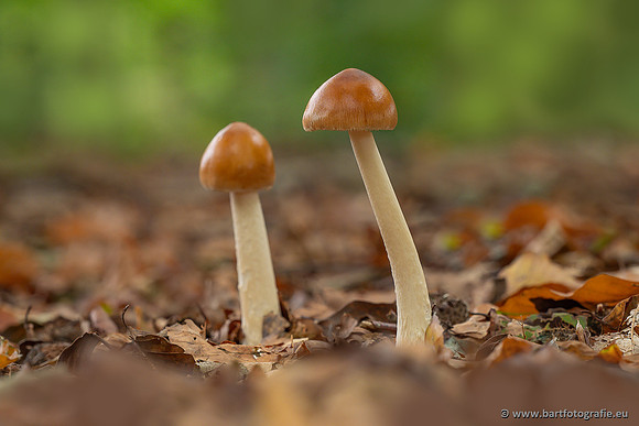 Paddenstoelen 2025-277