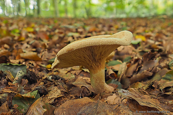 Paddenstoelen 2025-278