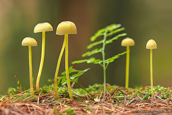 Paddenstoelen 2025-279