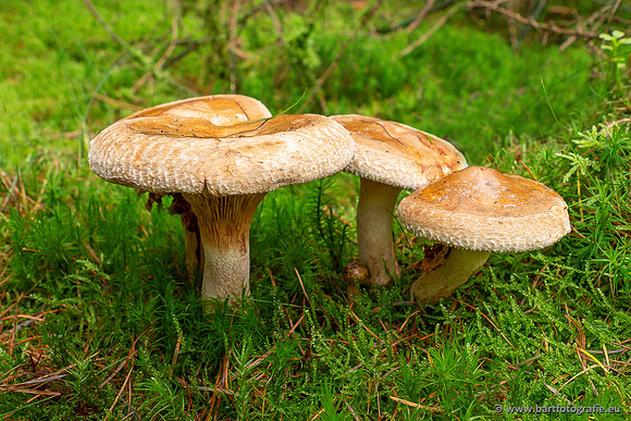 Paddenstoelen 2025-280