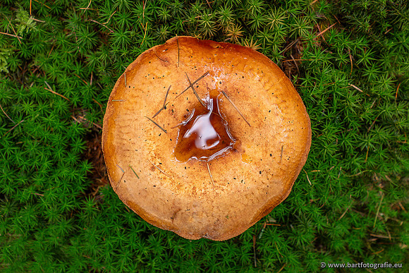 Paddenstoelen 2025-282