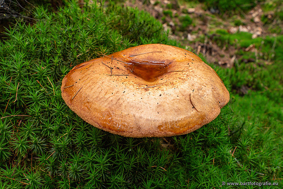 Paddenstoelen 2025-281