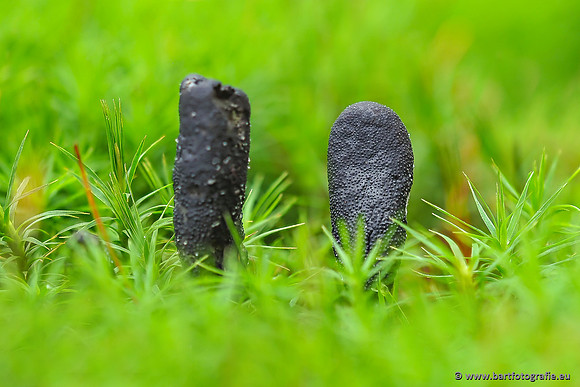 Paddenstoelen 2025-285