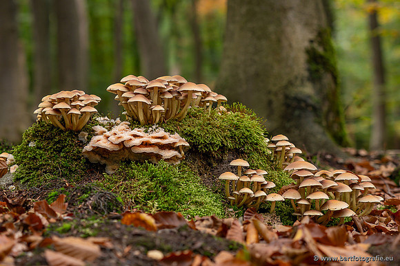Paddenstoelen 2025-287